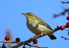 Filename=Arctic_Warbler.jpg
Filesize=118KiB
Dimensions=900x629
Date added=Oct 12, 2014 Arctic_Warbler.jpg