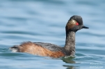 Filename=BNG_5.jpg
Filesize=57KiB
Dimensions=800x527
Date added=Apr 21, 2015 BNG_5.jpg