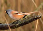 Filename=BeardedTit_66.jpg
Filesize=122KiB
Dimensions=700x505
Date added=May 15, 2008 BeardedTit_66.jpg