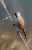 Filename=Bearded_tit.JPG
Filesize=220KiB
Dimensions=577x900
Date added=Oct 02, 2015 Bearded_tit.JPG