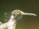 Black_darter_2.jpg