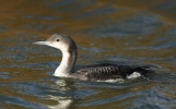 Black_throated_Diver_1.jpg