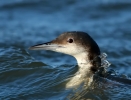 Black_throated_Diver_8.jpg