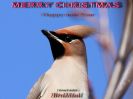 Filename=Christmas_card.jpg
Filesize=92KiB
Dimensions=699x523
Date added=Dec 12, 2008 Christmas_card.jpg