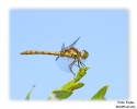 Common_darter_3.jpg