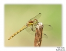 Common_darter_4.jpg