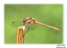 Common_darter_6.jpg