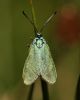 Filename=Forster_moth_1.jpg
Filesize=105KiB
Dimensions=500x624
Date added=Jul 21, 2008 Forster_moth_1.jpg