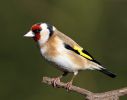 Goldfinch_13.jpg