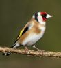 Goldfinch_3.jpg