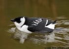 Filename=Little_Auk_1.jpg
Filesize=129KiB
Dimensions=700x498
Date added=Nov 10, 2007 Little_Auk_1.jpg