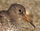 Filename=Purple_Sandpiper_03.jpg
Filesize=92KiB
Dimensions=700x537
Date added=Nov 12, 2007 Purple_Sandpiper_03.jpg
