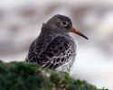 Filename=Purple_Sandpiper_5.jpg
Filesize=123KiB
Dimensions=700x559
Date added=Nov 12, 2007 Purple_Sandpiper_5.jpg