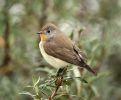 Filename=Red_breasted_flycatcher.jpg
Filesize=92KiB
Dimensions=700x575
Date added=Oct 09, 2010 Red_breasted_flycatcher.jpg