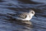 Filename=Sanderling_15.jpg
Filesize=67KiB
Dimensions=700x468
Date added=Nov 12, 2007 Sanderling_15.jpg