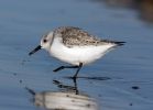 Filename=Sanderling_2.jpg
Filesize=54KiB
Dimensions=700x502
Date added=Nov 12, 2007 Sanderling_2.jpg