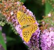 Silver-washed_Fritillary.jpg