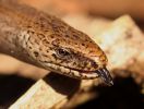Filename=Slow_worm_11.jpg
Filesize=124KiB
Dimensions=670x507
Date added=Apr 08, 2008 Slow_worm_11.jpg