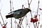 Filename=Waxwing3.jpg
Filesize=108KiB
Dimensions=700x469
Date added=Feb 05, 2008 Waxwing3.jpg
