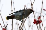 Waxwing3.jpg