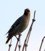 Filename=Waxwing_4.jpg
Filesize=91KiB
Dimensions=600x669
Date added=Feb 05, 2008 Waxwing_4.jpg