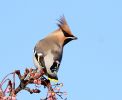 Filename=Waxwing_8.jpg
Filesize=125KiB
Dimensions=700x572
Date added=Dec 08, 2010 Waxwing_8.jpg
