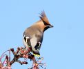 Waxwing_8.jpg