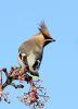 Filename=Waxwing_9.jpg
Filesize=122KiB
Dimensions=500x686
Date added=Dec 08, 2010 Waxwing_9.jpg