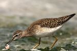 Filename=Wood_Sandpiper_7.jpg
Filesize=125KiB
Dimensions=700x466
Date added=Aug 14, 2008 Wood_Sandpiper_7.jpg