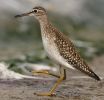 Filename=Wood_Sandpiper_8.jpg
Filesize=109KiB
Dimensions=550x528
Date added=Aug 20, 2008 Wood_Sandpiper_8.jpg