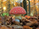 Filename=fly.jpg
Filesize=38KiB
Dimensions=450x582
Date added=Oct 13, 2010 fly.jpg