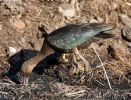Filename=ibis.jpg
Filesize=104KiB
Dimensions=700x534
Date added=Oct 12, 2009 ibis.jpg