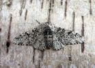 Filename=moth.jpg
Filesize=108KiB
Dimensions=598x428
Date added=May 18, 2009 moth.jpg