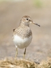 Filename=p.jpg
Filesize=77KiB
Dimensions=500x666
Date added=Sep 17, 2012 p.jpg