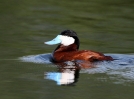 Filename=ruddy~0.jpg
Filesize=93KiB
Dimensions=700x519
Date added=Mar 16, 2012 ruddy~0.jpg