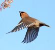Filename=waxwing.jpg
Filesize=121KiB
Dimensions=700x629
Date added=Dec 08, 2010 waxwing.jpg