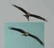 Filename=2_kites.jpg
Filesize=67KiB
Dimensions=529x472
Date added=May 25, 2007 2_kites.jpg