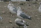 Filename=4th-winter-caspian-gull-LBC3.jpg
Filesize=102KiB
Dimensions=700x480
Date added=Oct 30, 2009 4th-winter-caspian-gull-LBC3.jpg