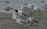 4th-winter-caspian-gull-LBC7.jpg