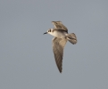 Filename=ABT11.jpg
Filesize=60KiB
Dimensions=700x576
Date added=Sep 17, 2011 ABT11.jpg