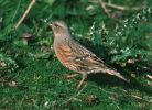 Filename=Alpine_Accentor.jpg
Filesize=114KiB
Dimensions=700x507
Date added=Dec 21, 2010 Alpine_Accentor.jpg
