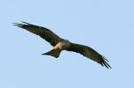 Filename=Black-Kite-LBC2.jpg
Filesize=21KiB
Dimensions=700x461
Date added=Oct 28, 2007 Black-Kite-LBC2.jpg