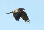 Filename=Black-Kite-LBC3.jpg
Filesize=25KiB
Dimensions=700x475
Date added=Oct 28, 2007 Black-Kite-LBC3.jpg
