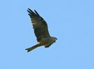 Filename=Black-Kite-LBC5.jpg
Filesize=25KiB
Dimensions=700x516
Date added=Oct 28, 2007 Black-Kite-LBC5.jpg