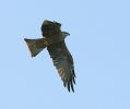 Filename=Black-Kite-LBC6.jpg
Filesize=26KiB
Dimensions=700x586
Date added=Oct 28, 2007 Black-Kite-LBC6.jpg