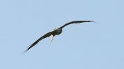 Filename=Black-Kite-LBC7.jpg
Filesize=11KiB
Dimensions=700x391
Date added=Oct 28, 2007 Black-Kite-LBC7.jpg