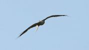 Black-Kite-LBC7.jpg