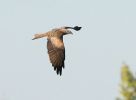 Filename=Black-Kite-LBC8.jpg
Filesize=14KiB
Dimensions=598x437
Date added=Oct 28, 2007 Black-Kite-LBC8.jpg