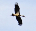 Filename=Black_Stork_Alk.jpg
Filesize=64KiB
Dimensions=602x516
Date added=Aug 06, 2015 Black_Stork_Alk.jpg