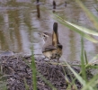 Filename=Bluethroat_2.jpg
Filesize=106KiB
Dimensions=558x511
Date added=Oct 21, 2013 Bluethroat_2.jpg